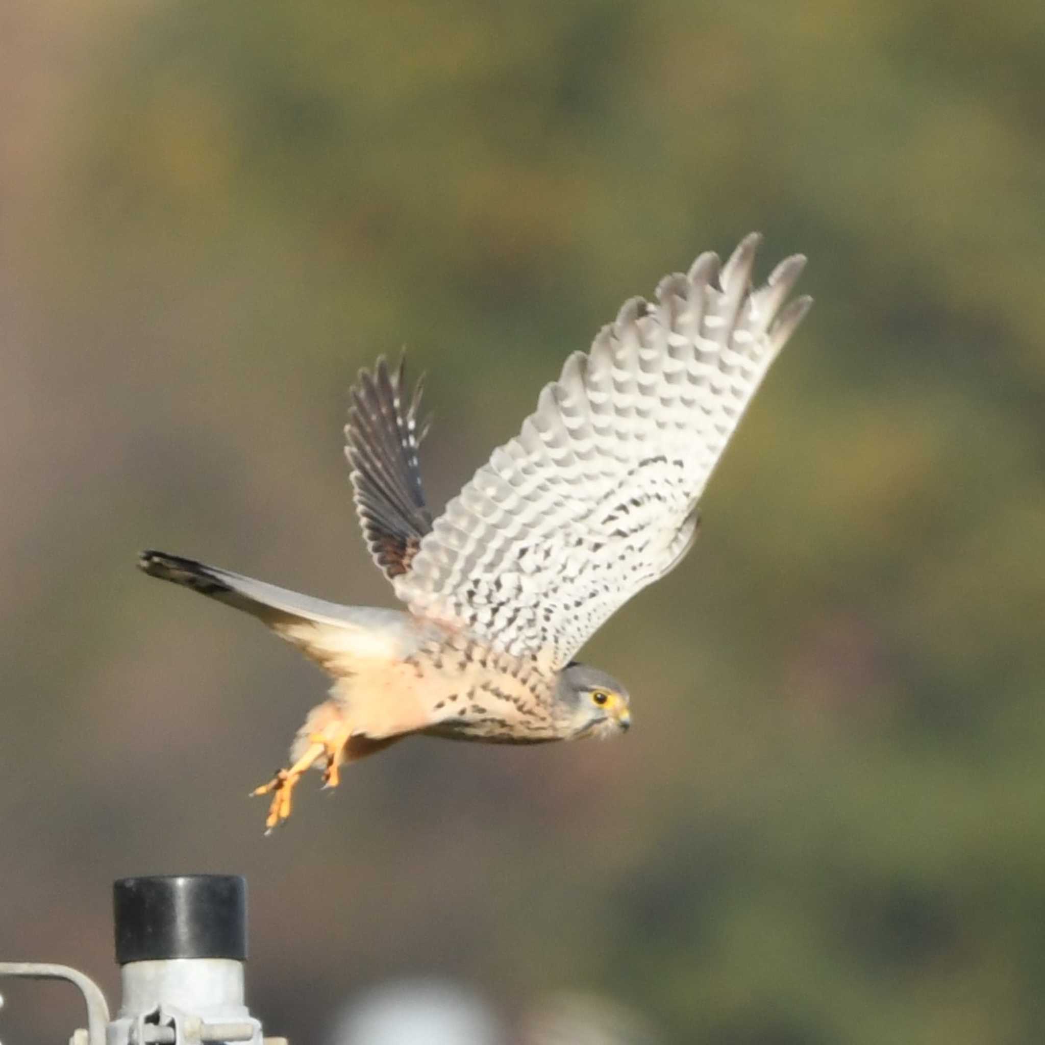 平戸永谷川(横浜市) チョウゲンボウの写真