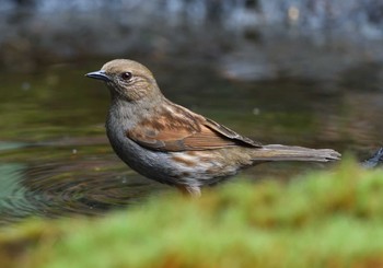 Japanese Accentor Okuniwaso(Mt. Fuji) Fri, 6/17/2022