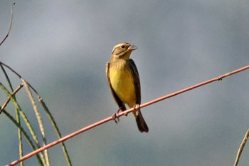 Yellow-breasted Bunting ネパール Mon, 11/20/2023