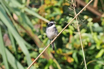 Grey Bush Chat ネパール Mon, 11/20/2023