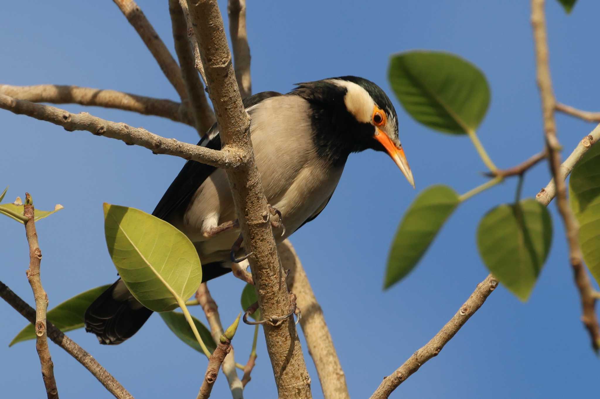 Photo of Siamese Pied Myna at Dubai(UAE) by ぼぼぼ