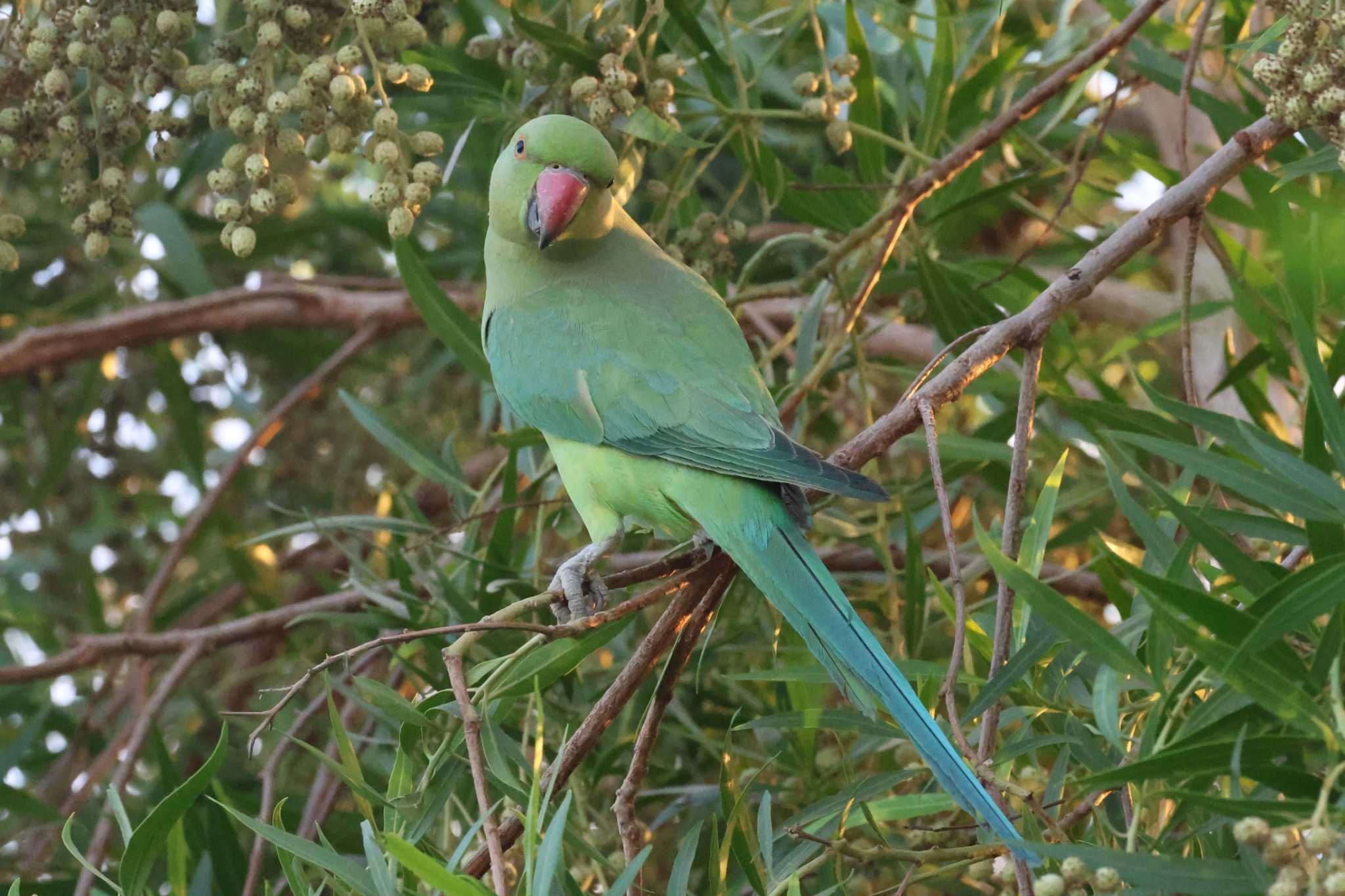 2023年11月23日(木) ドバイ(アラブ首長国連邦)の野鳥観察記録 by 2023年11月23日(木) ドバイ(アラブ首長国連邦)の野鳥観察記録 by