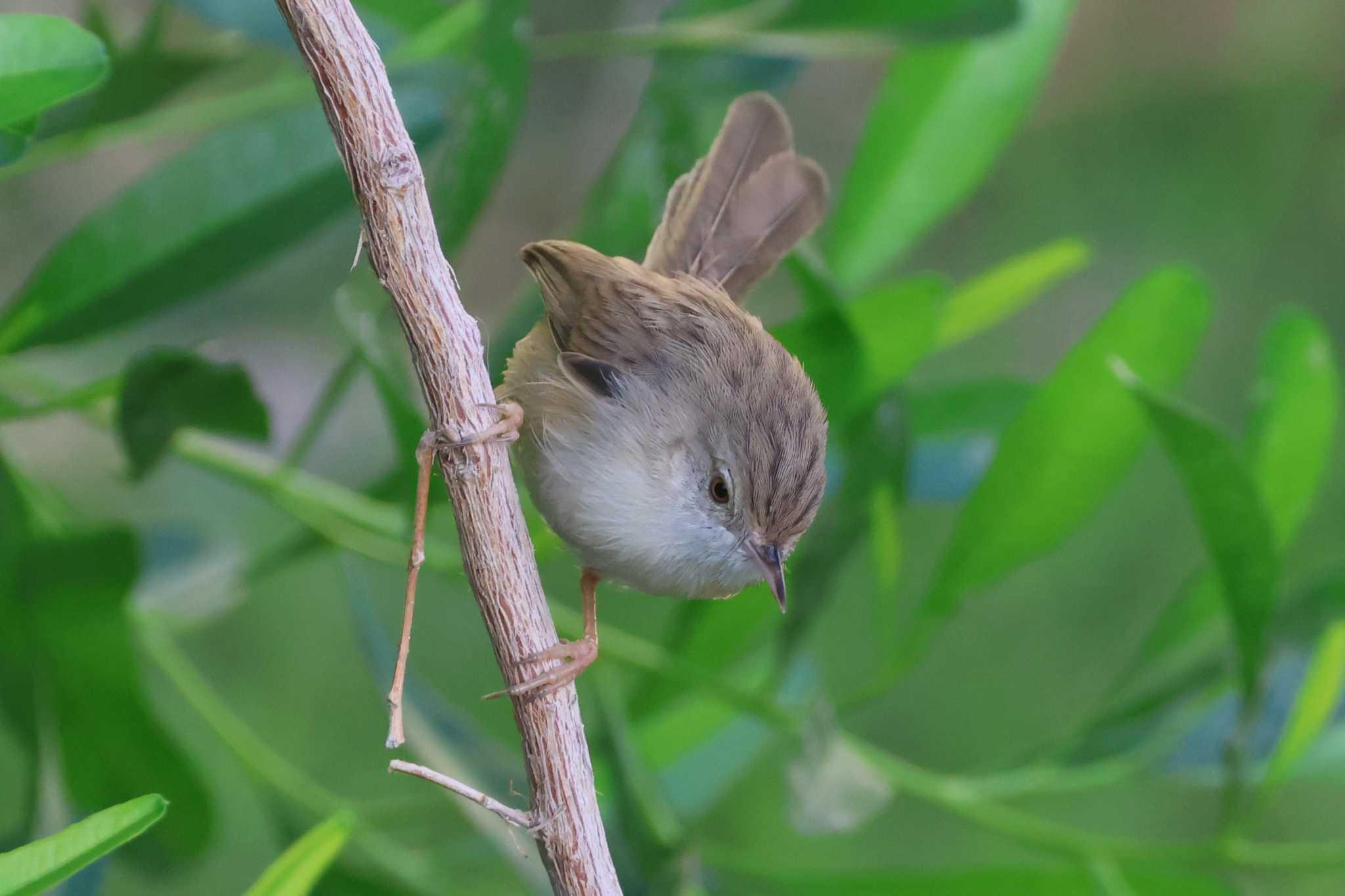 2023年11月23日(木) ドバイ(アラブ首長国連邦)の野鳥観察記録 by 2023年11月23日(木) ドバイ(アラブ首長国連邦)の野鳥観察記録 by