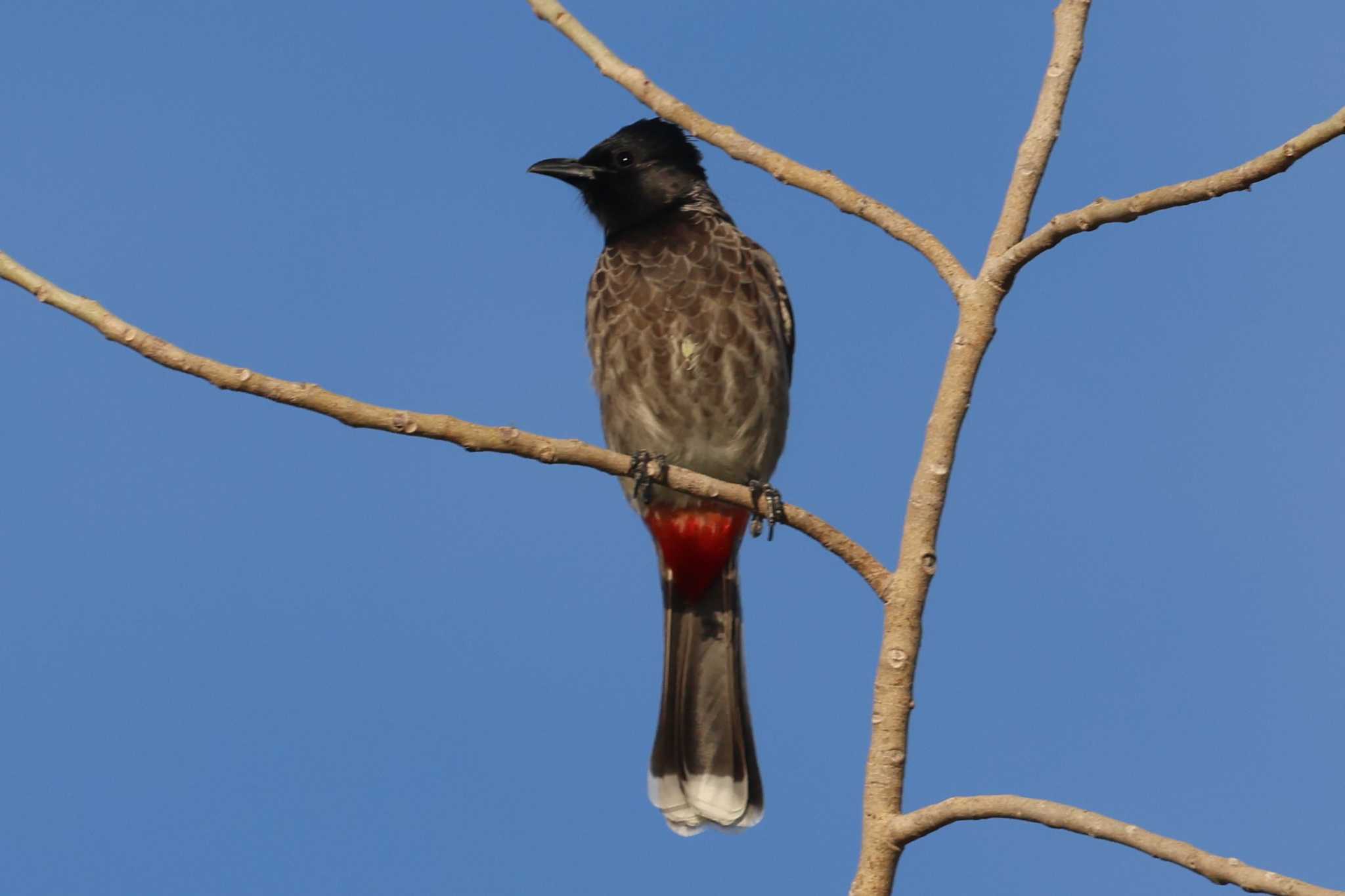 2023年11月23日(木) ドバイ(アラブ首長国連邦)の野鳥観察記録 by 2023年11月23日(木) ドバイ(アラブ首長国連邦)の野鳥観察記録 by
