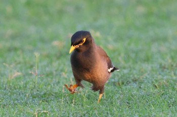 Common Myna Dubai(UAE) Fri, 11/24/2023