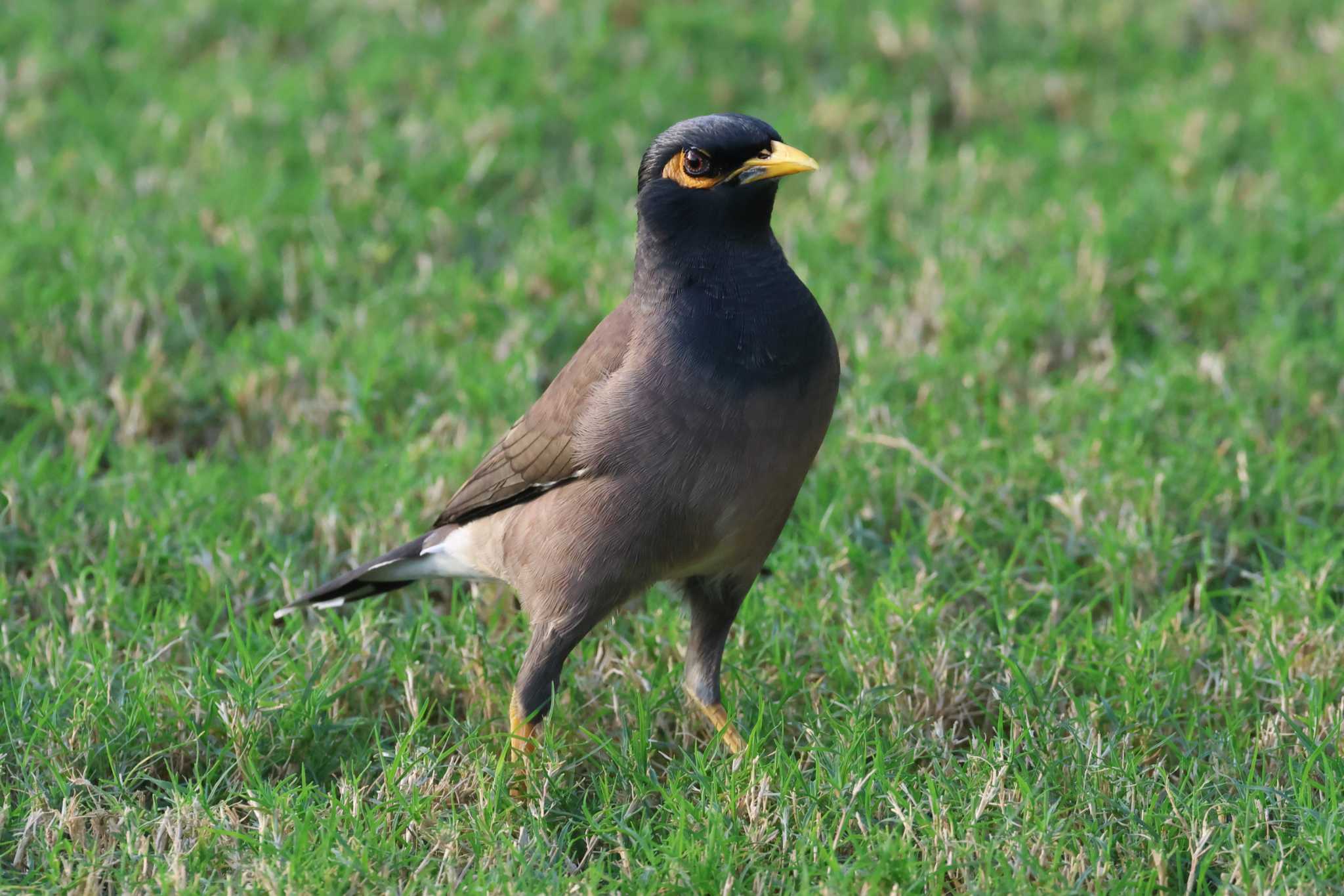 Photo of Common Myna at Dubai(UAE) by ぼぼぼ