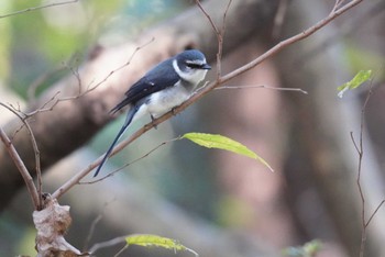 2023年12月2日(土) 水元公園の野鳥観察記録