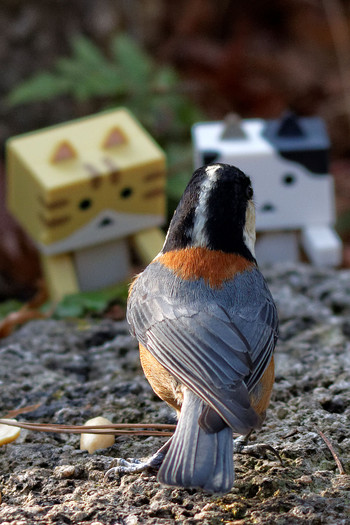 Sun, 1/3/2016 Birding report at 岐阜公園