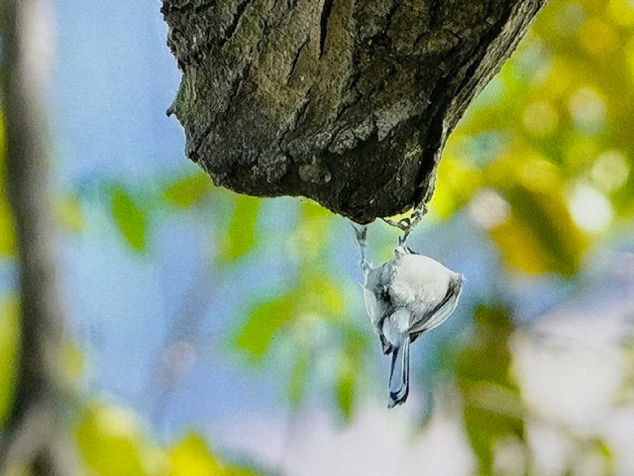 ふれあい松戸川 シジュウカラの写真