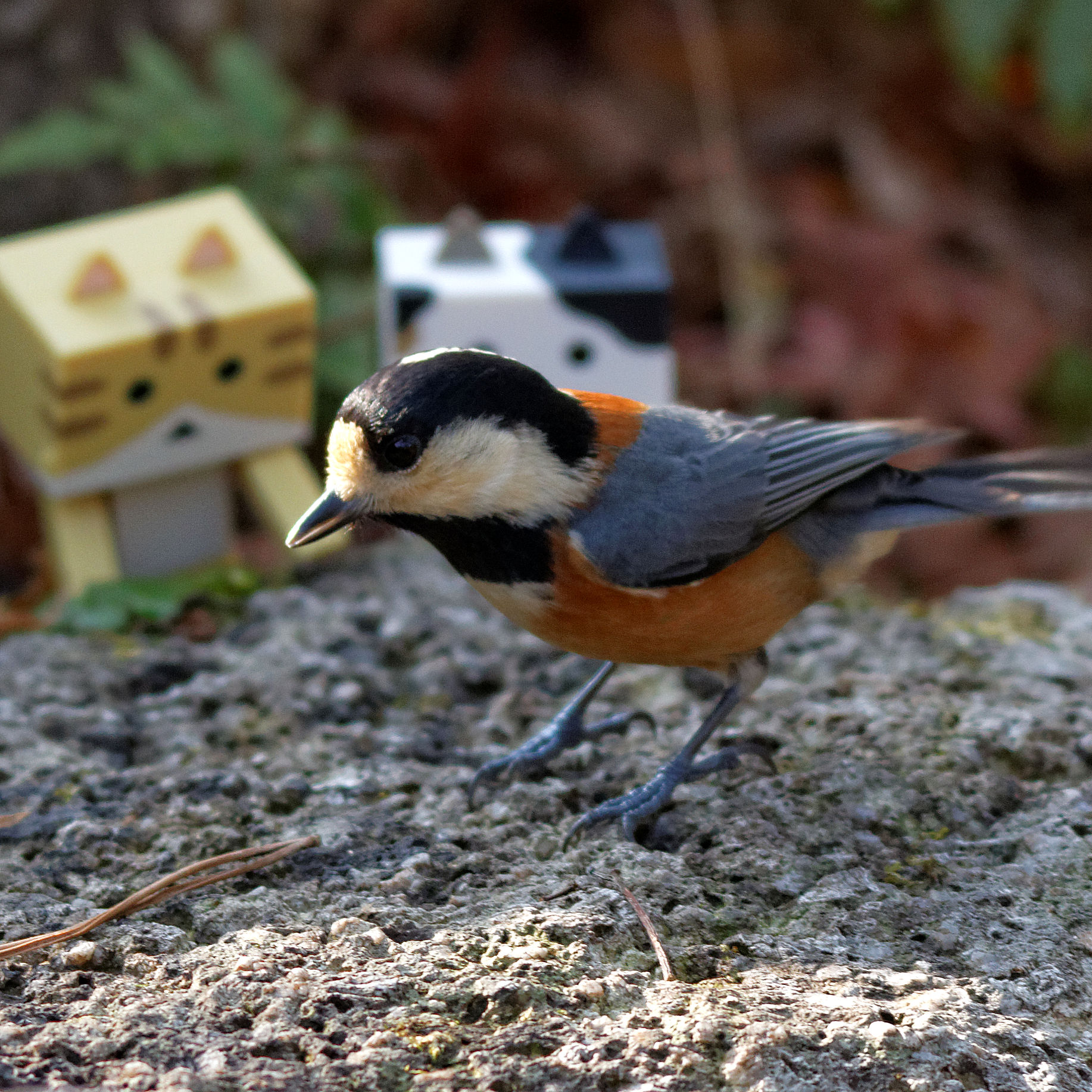 野鳥写真と呼んでいいのか？ by herald