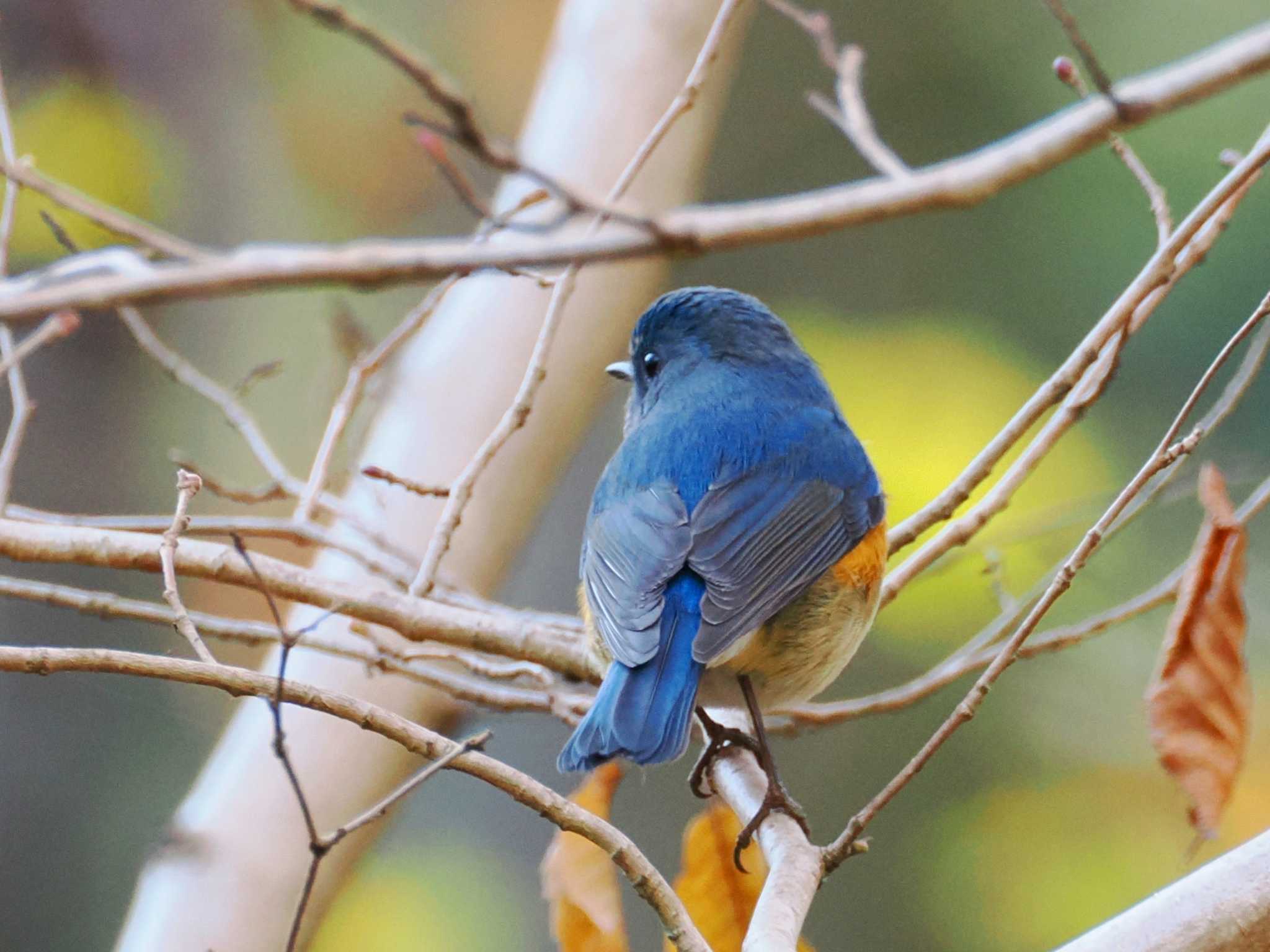 小宮公園(八王子) ルリビタキの写真