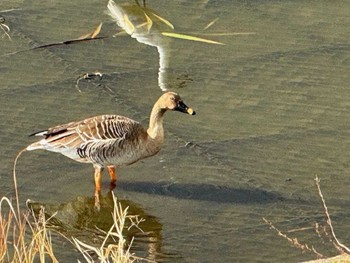 Taiga Bean Goose 境川遊水地公園 Fri, 12/1/2023