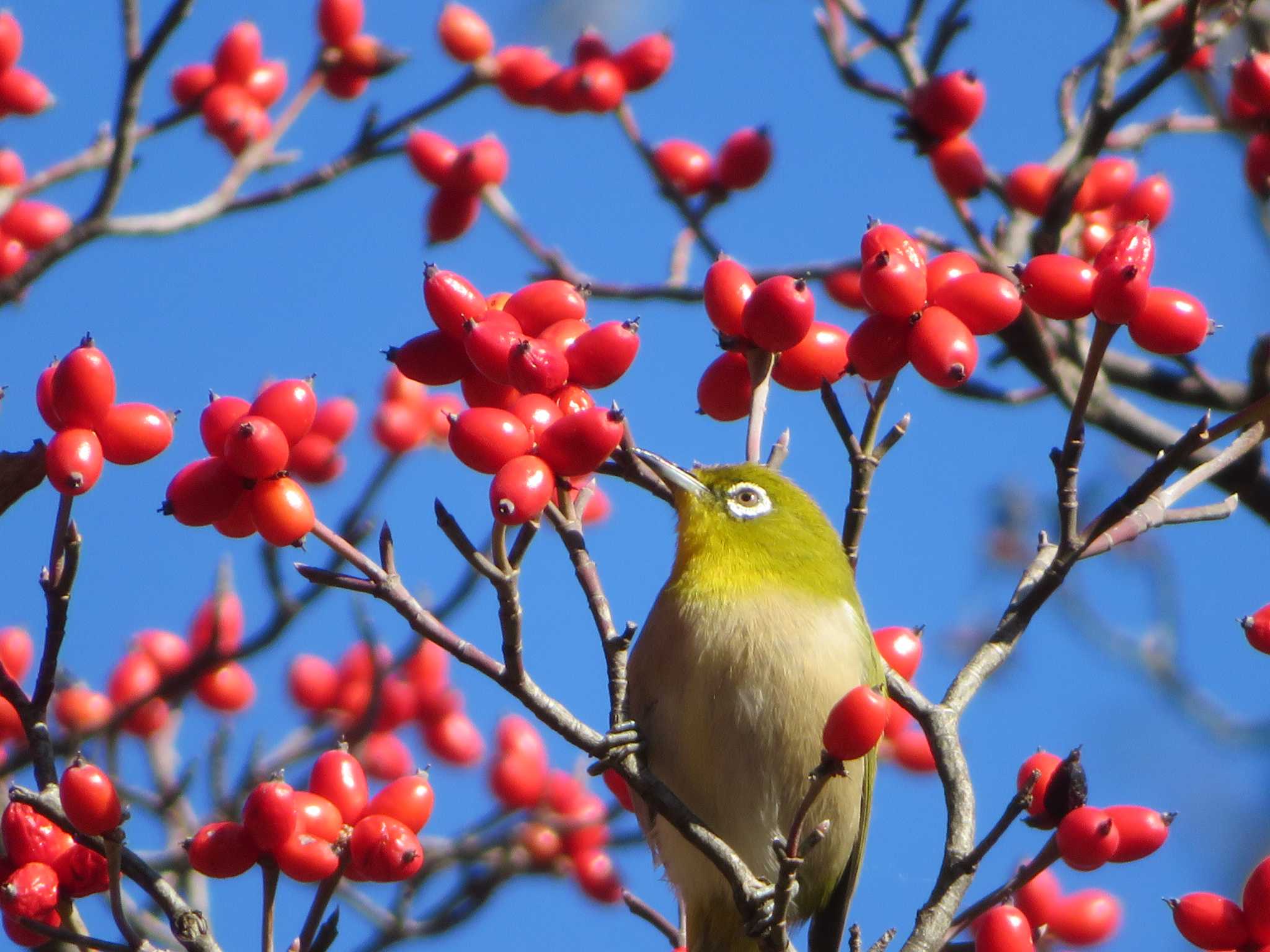 Photo of Warbling White-eye at  by KAT