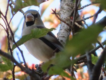 Hawfinch Unknown Spots Sat, 12/2/2023