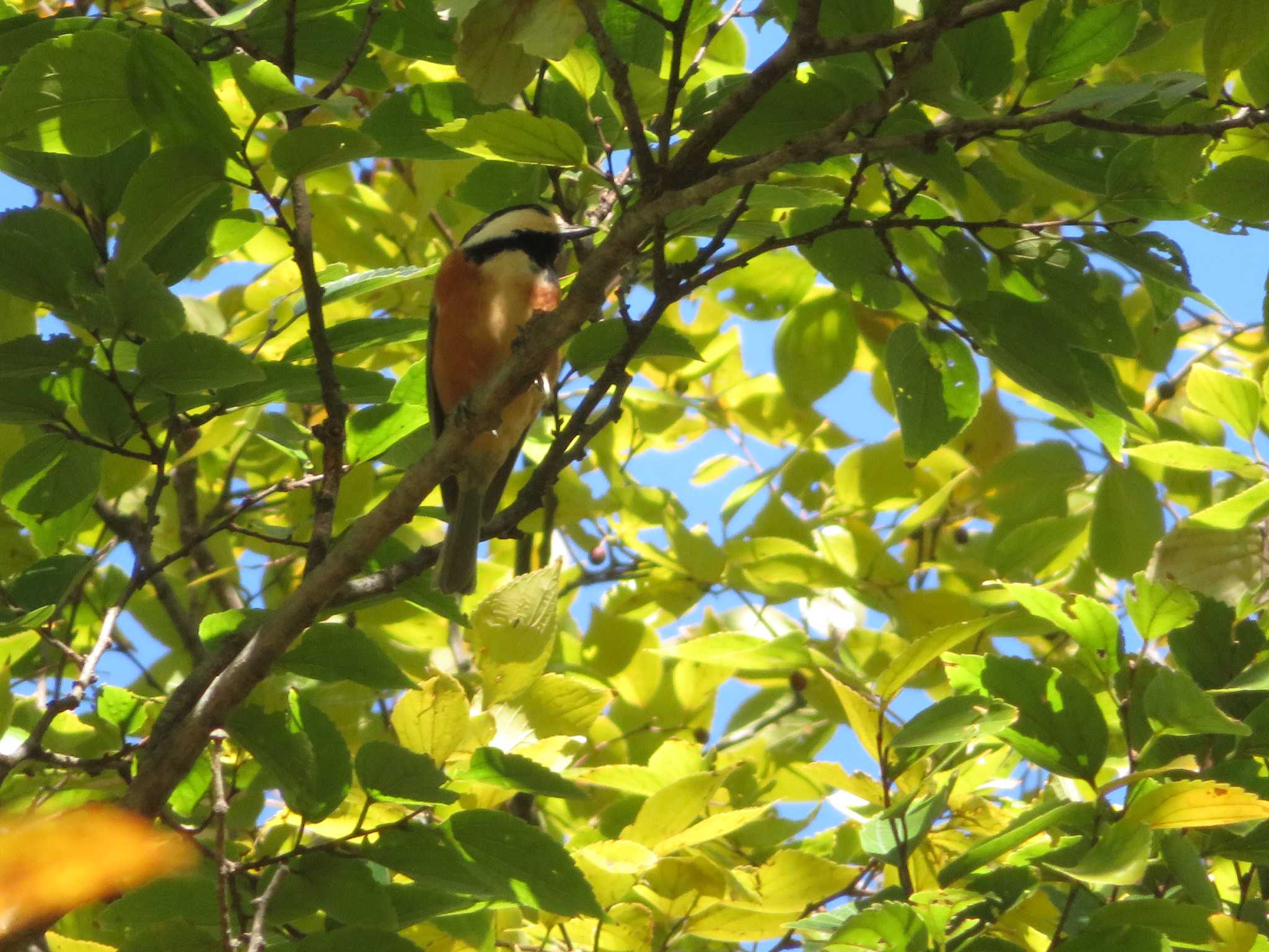 Photo of Varied Tit at  by KAT