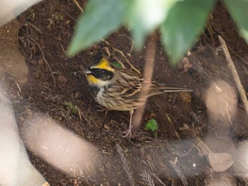 2023年12月2日(土) 多摩森林科学園の野鳥観察記録