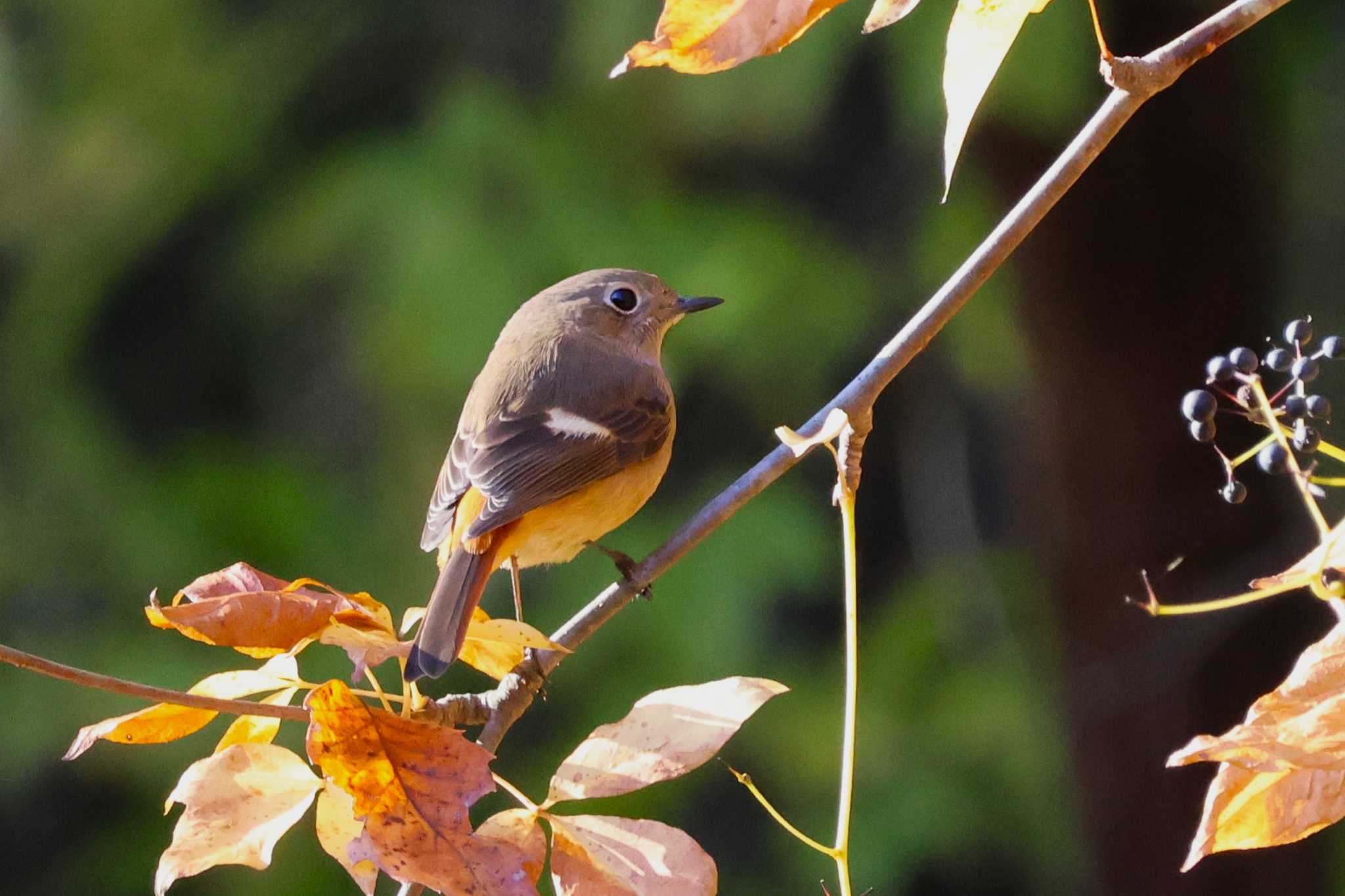 びわこ文化公園 ジョウビタキの写真