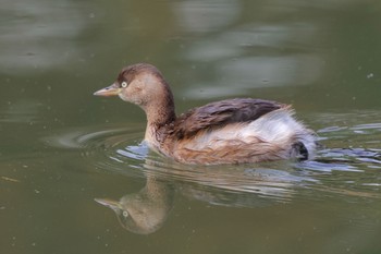 カイツブリ 東京港野鳥公園 2023年11月23日(木)