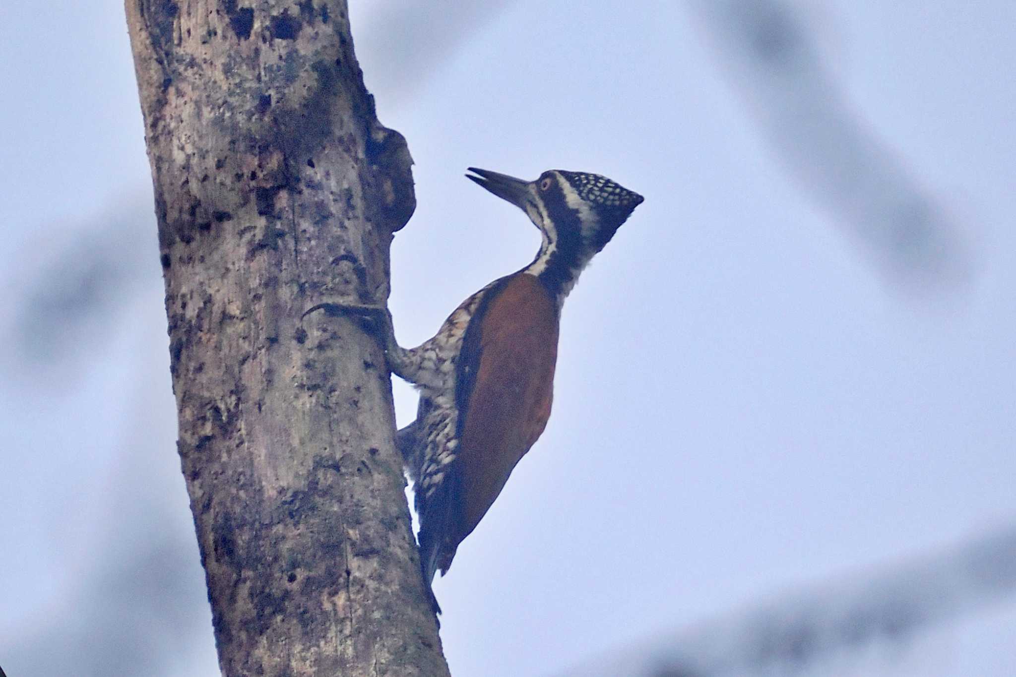 Photo of Buff-spotted Flameback at ネパール by 藤原奏冥