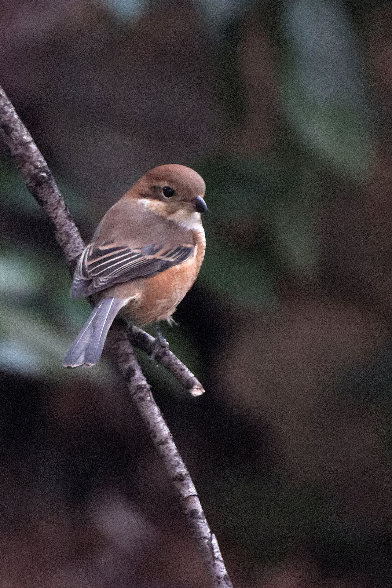 Bull-headed Shrike