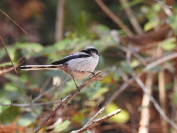 2023年12月2日(土) 早戸川林道の野鳥観察記録