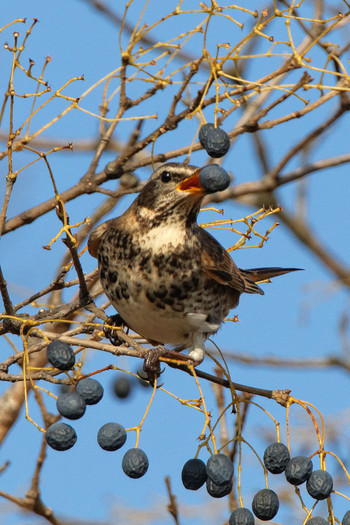 2016年1月11日(月) 庄内緑地公園の野鳥観察記録