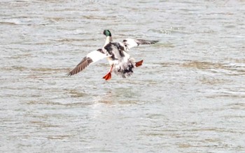 2023年12月1日(金) 伊那谷付近のダム湖の野鳥観察記録