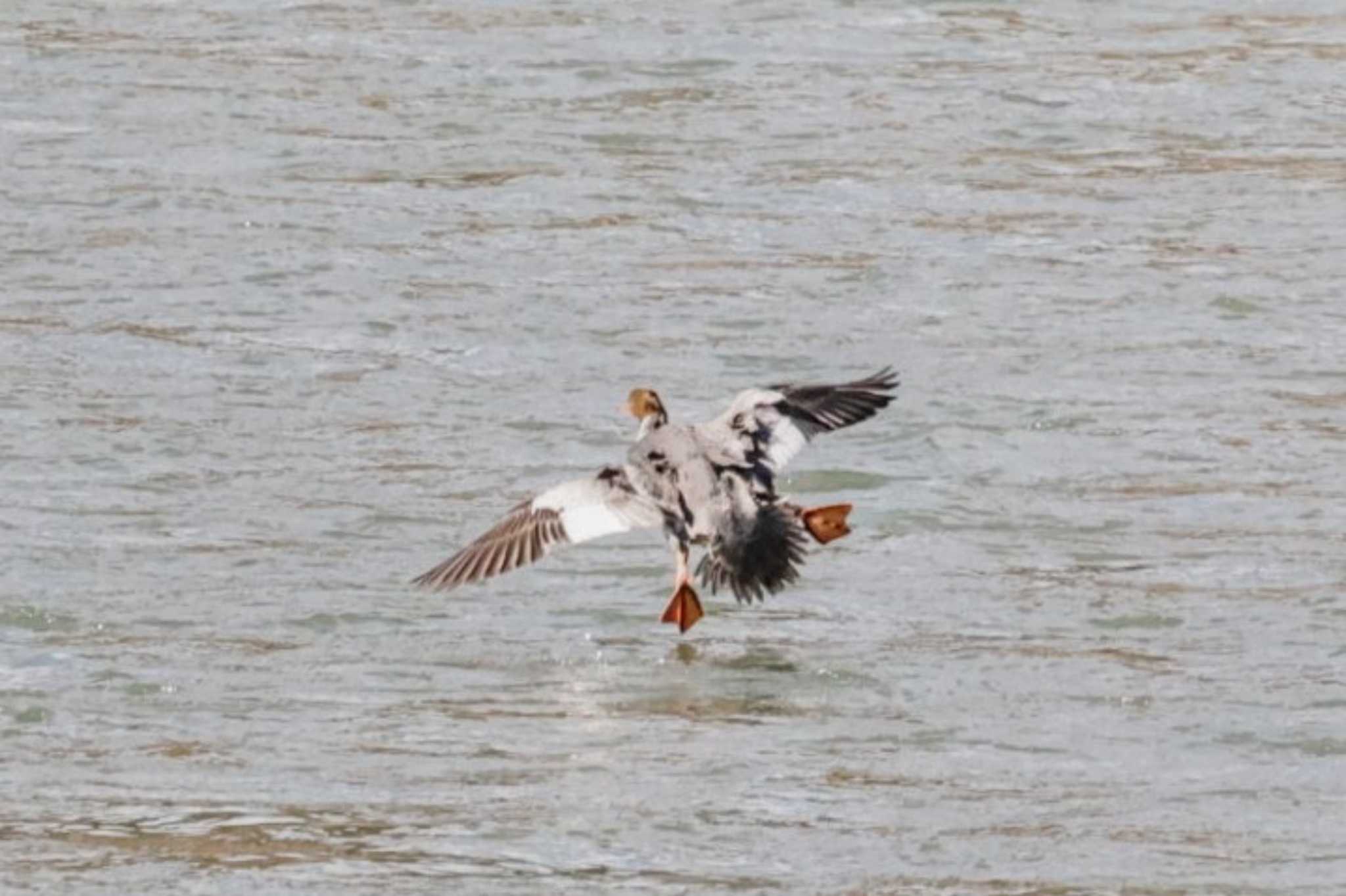 伊那谷付近のダム湖 カワアイサの写真 by カルル