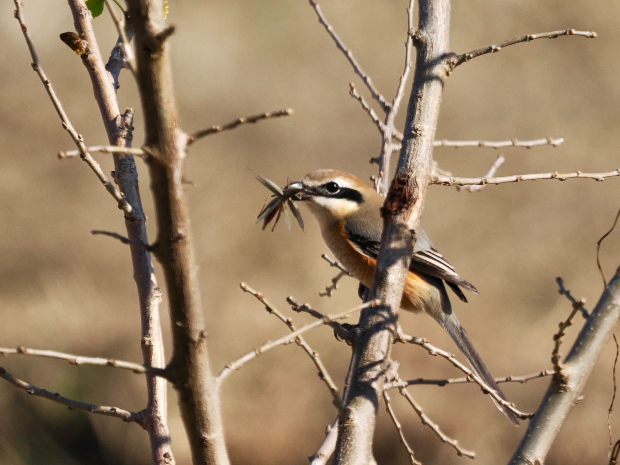 Bull-headed Shrike