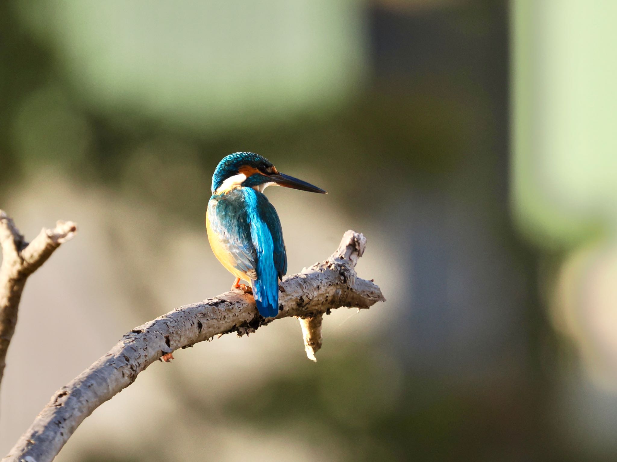 Common Kingfisher