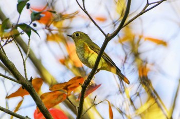 Red-flanked Bluetail 厚木七沢森林公園 Fri, 11/24/2023