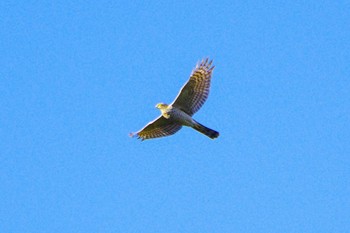 2023年11月24日(金) 厚木七沢森林公園の野鳥観察記録