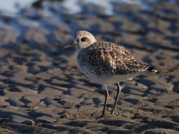 2023年12月2日(土) ふなばし三番瀬海浜公園の野鳥観察記録