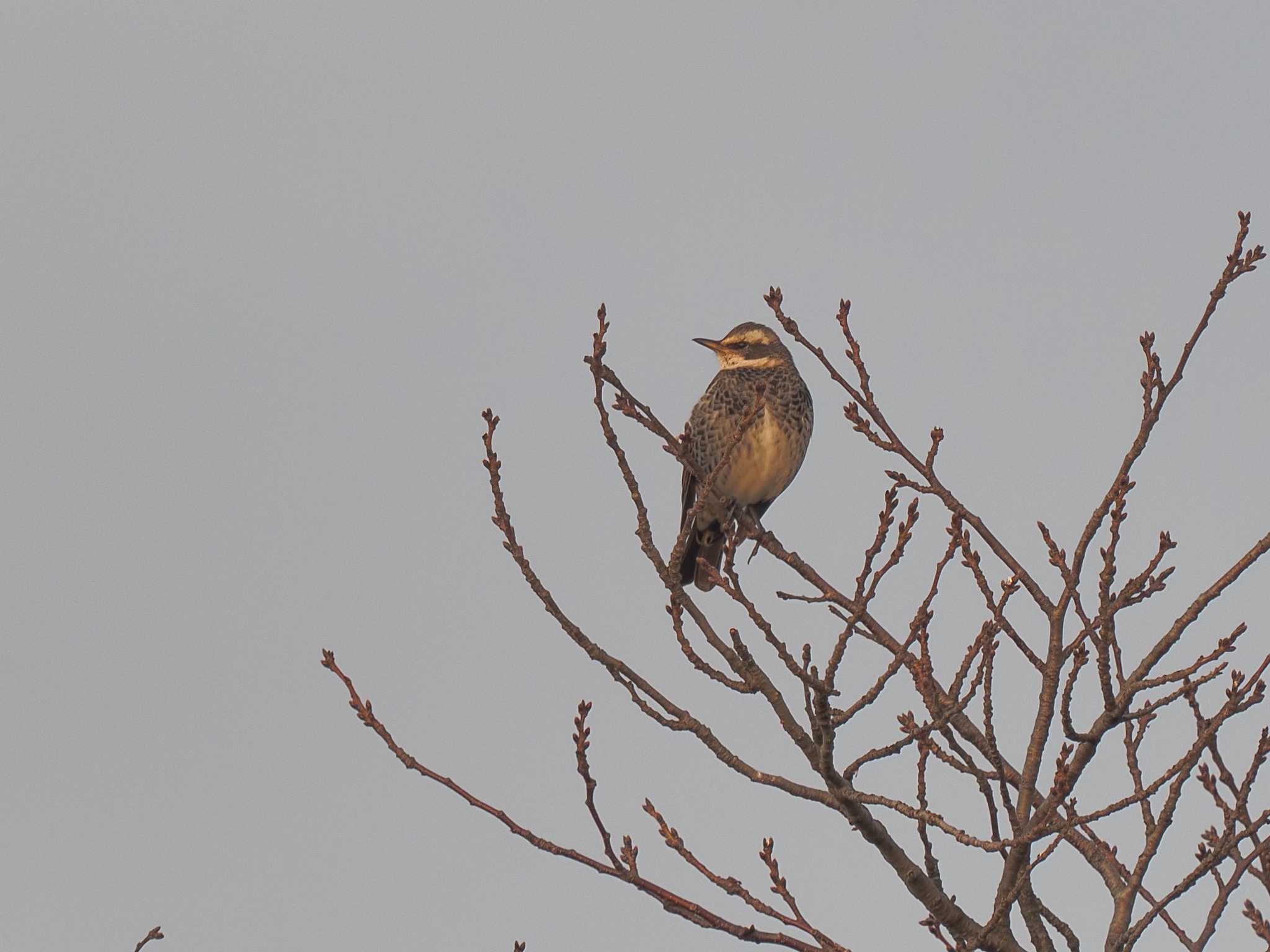 Dusky Thrush