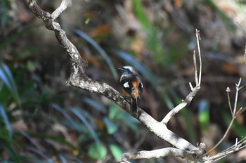 Daurian Redstart Machida Yakushiike Park Sat, 12/2/2023