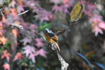 Daurian Redstart Machida Yakushiike Park Sat, 12/2/2023