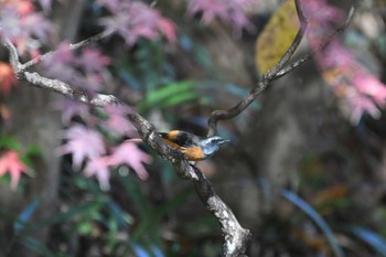 Daurian Redstart Machida Yakushiike Park Sat, 12/2/2023