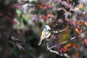 Daurian Redstart Machida Yakushiike Park Sat, 12/2/2023