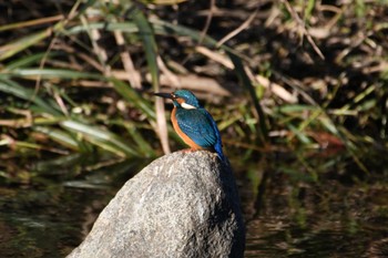 Common Kingfisher 恩田川 Sat, 12/2/2023