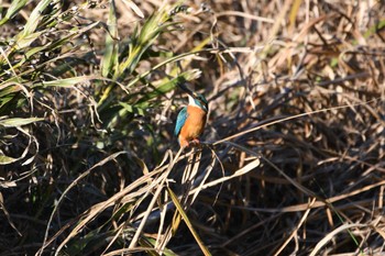 Common Kingfisher 恩田川 Sat, 12/2/2023