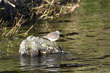 Common Sandpiper 恩田川 Sat, 12/2/2023