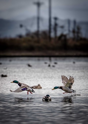 Mallard 河北潟 Sat, 12/2/2023