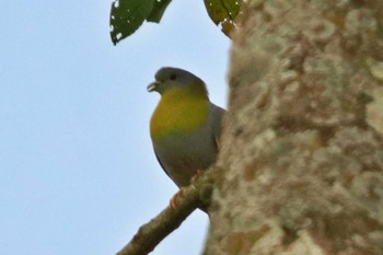 Yellow-footed Green Pigeon ネパール Tue, 11/21/2023