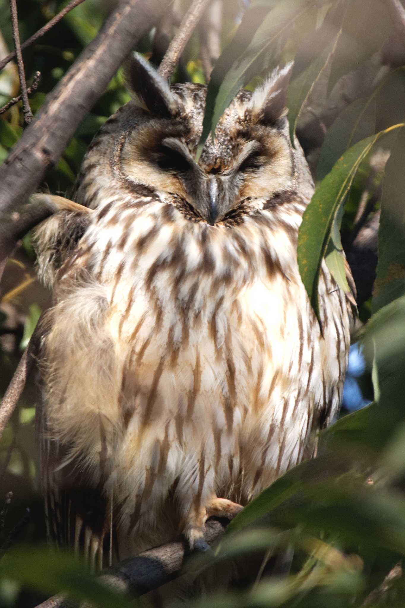 庄内緑地公園 トラフズクの写真 by herald