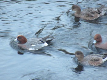 Eurasian Wigeon 恩田川(鶴見川合流点付近) Fri, 12/1/2023