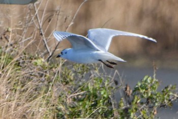 ズグロカモメ 葛西臨海公園 2023年12月2日(土)