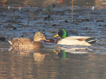 マガモ 見沼自然公園 2023年12月2日(土)