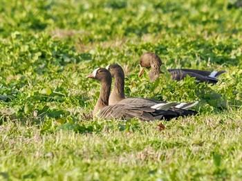 2023年11月23日(木) 宮城県登米市の野鳥観察記録