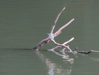 カワセミ 響緑地公園 2023年12月2日(土)