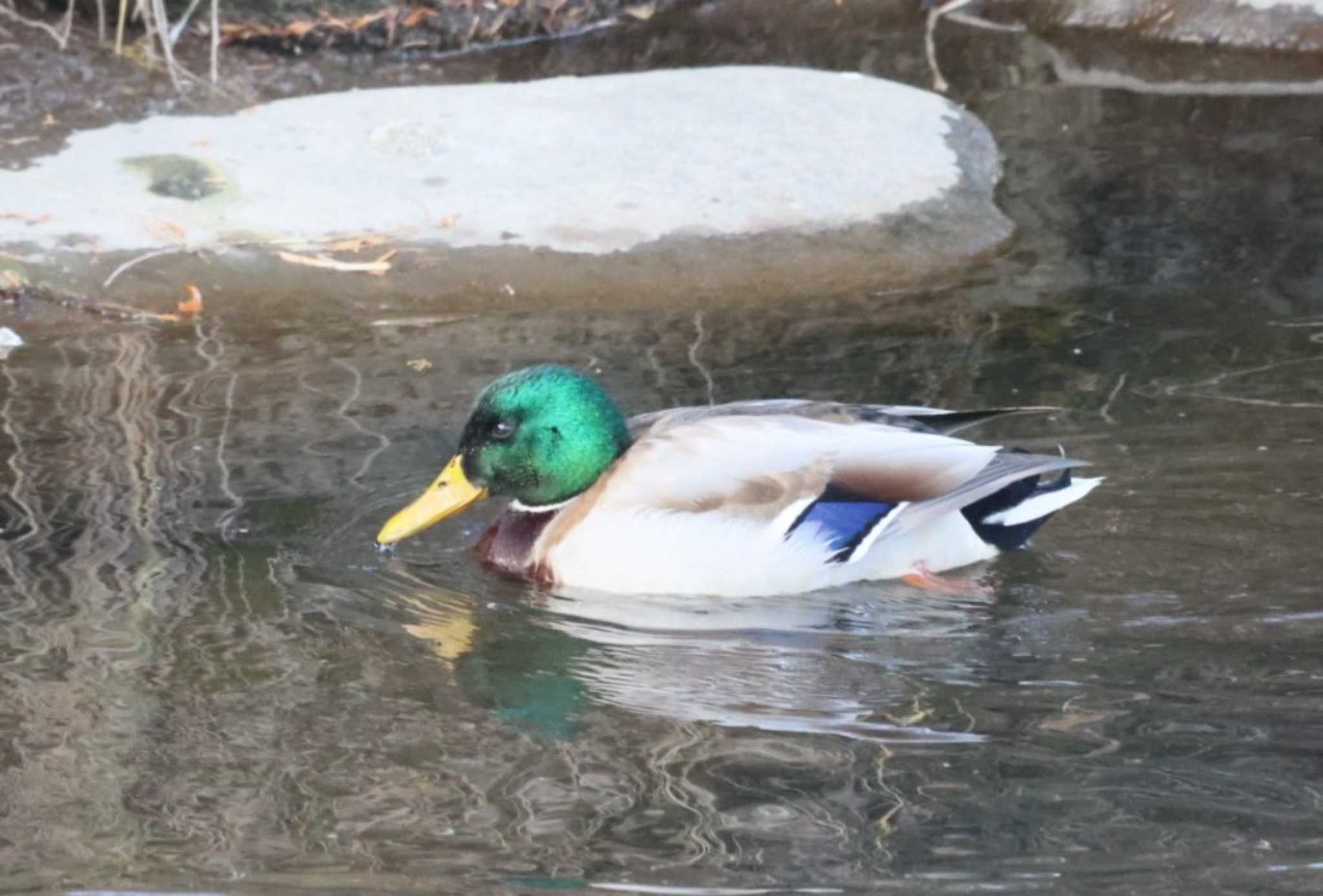 伊那谷付近のダム湖 マガモの写真